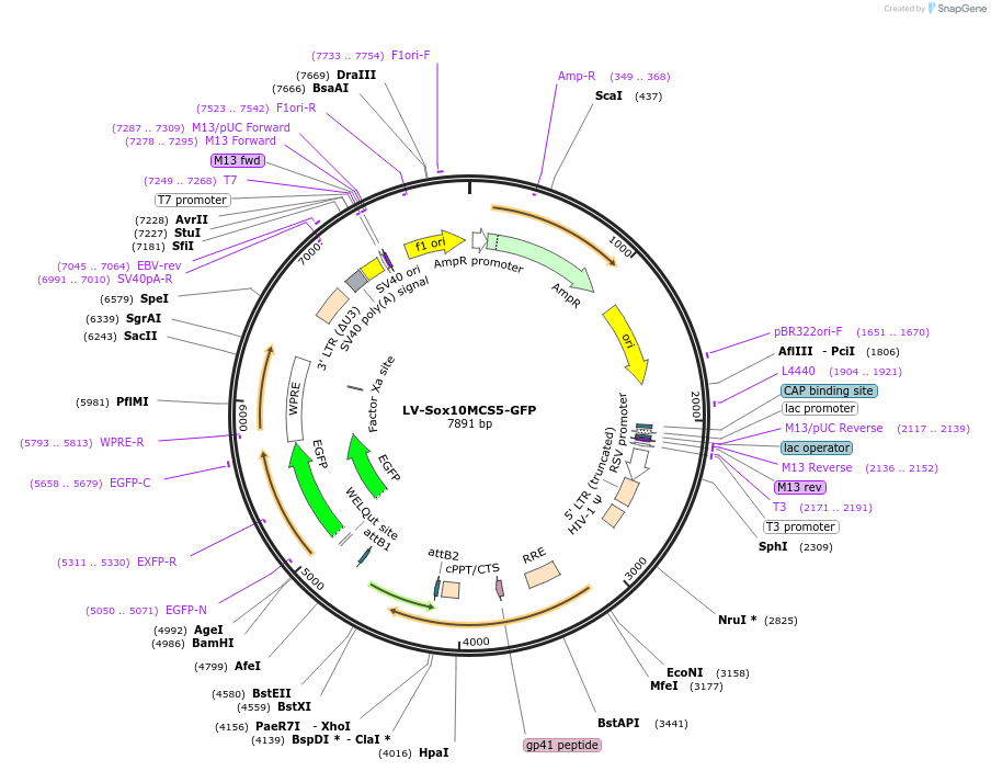 115783-plasmid-map-sequence-id-226907