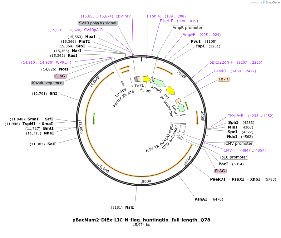 111737-plasmid-map-sequence-id-226923