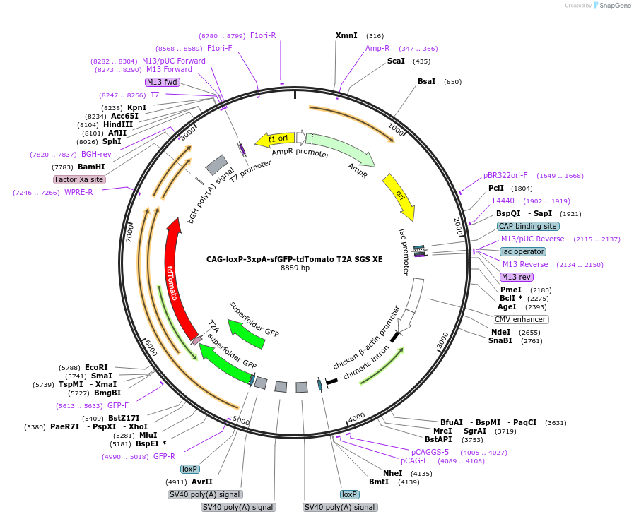 113846-plasmid-map-sequence-id-226930