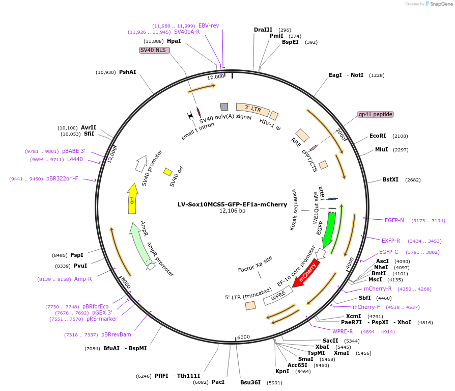 115782-plasmid-map-sequence-id-226932