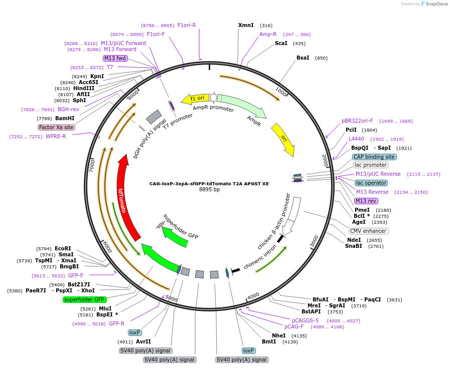 113851-plasmid-map-sequence-id-226935