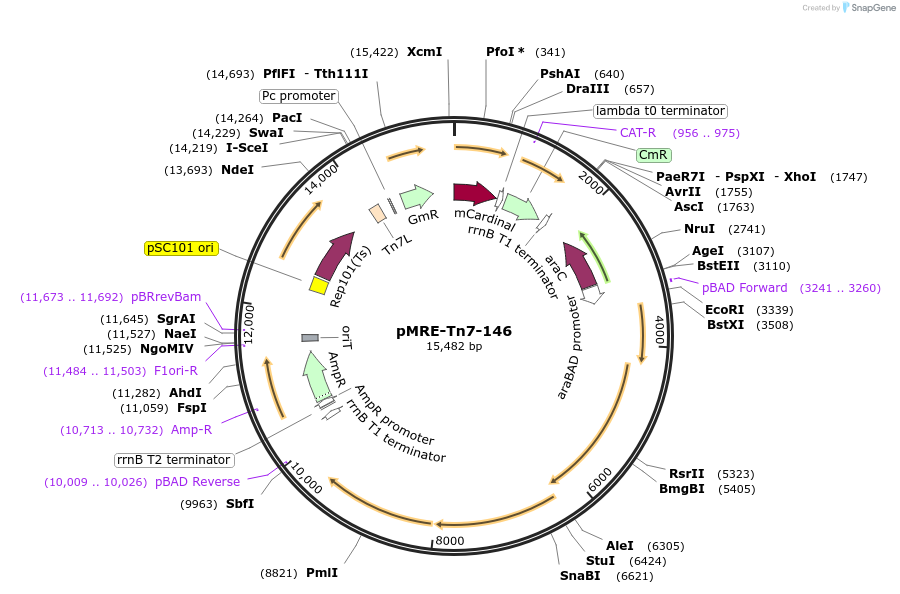 118562-plasmid-map-sequence-id-226940