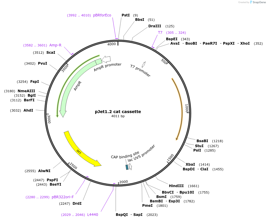 117119-plasmid-map-sequence-id-226941