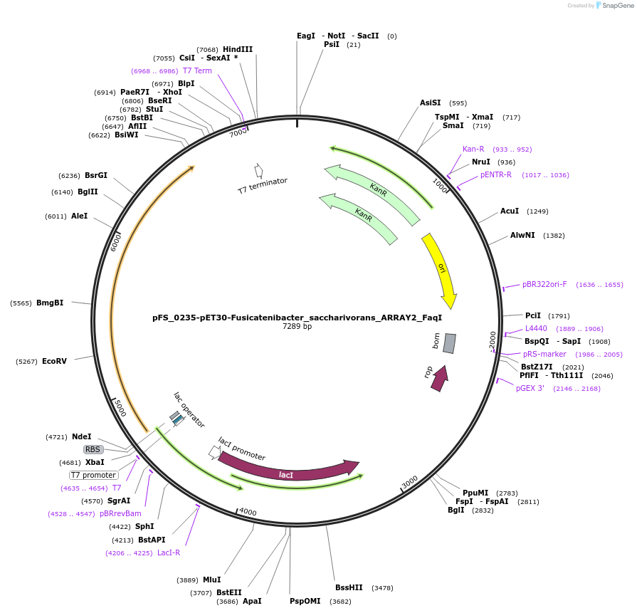 116954-plasmid-map-sequence-id-226970