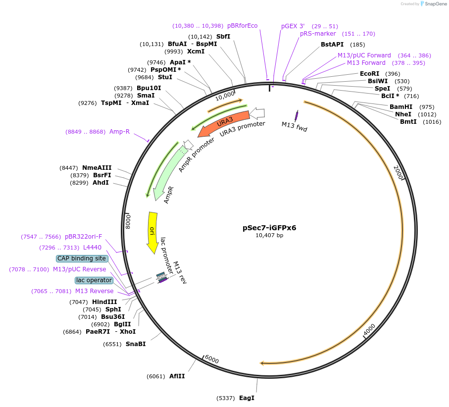 115424-plasmid-map-sequence-id-226972