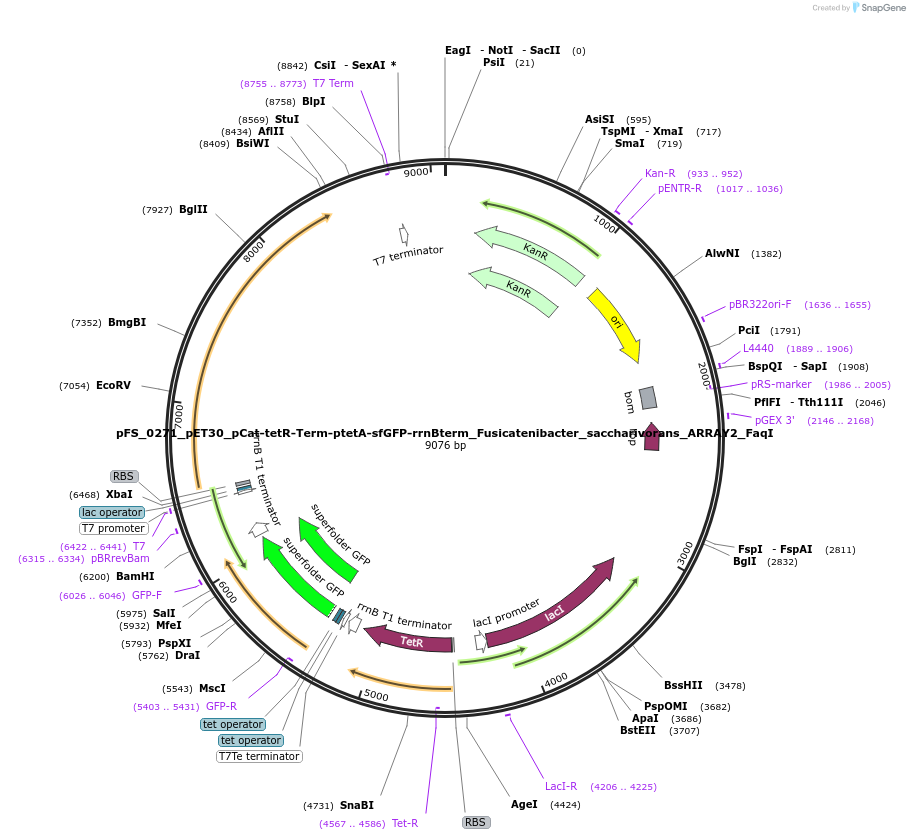 116955-plasmid-map-sequence-id-226973