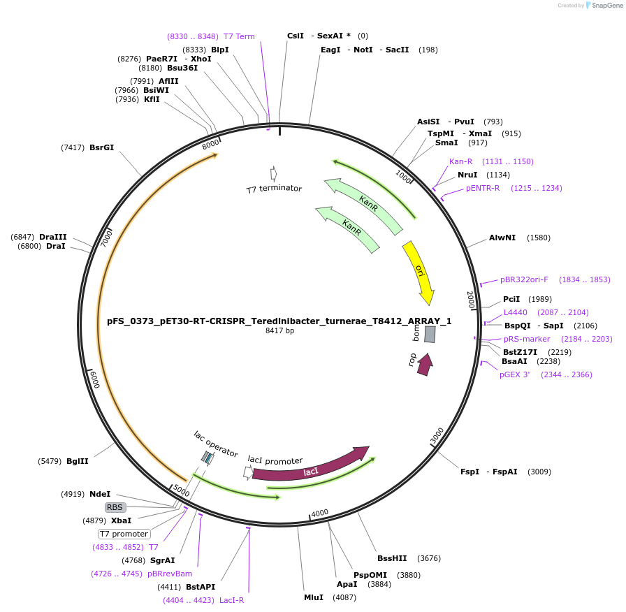 116985-plasmid-map-sequence-id-226981