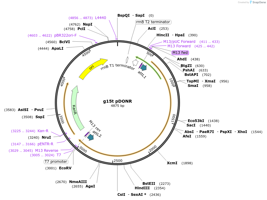 117466-plasmid-map-sequence-id-226984