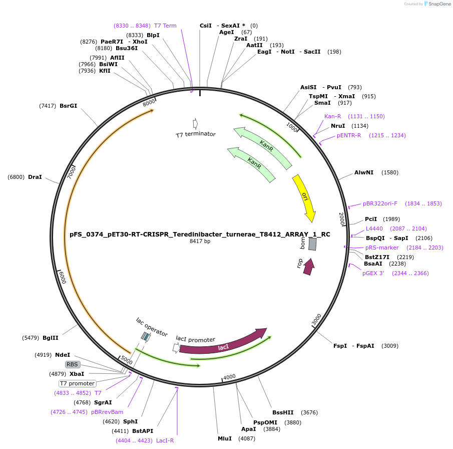 116986-plasmid-map-sequence-id-226985