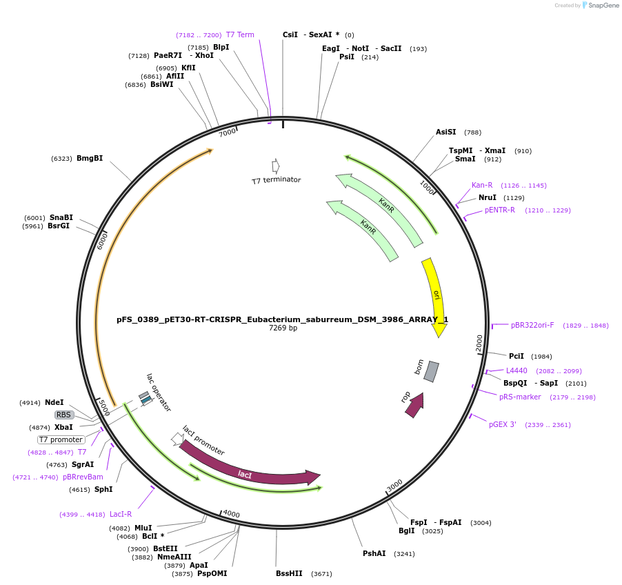 117001-plasmid-map-sequence-id-226988