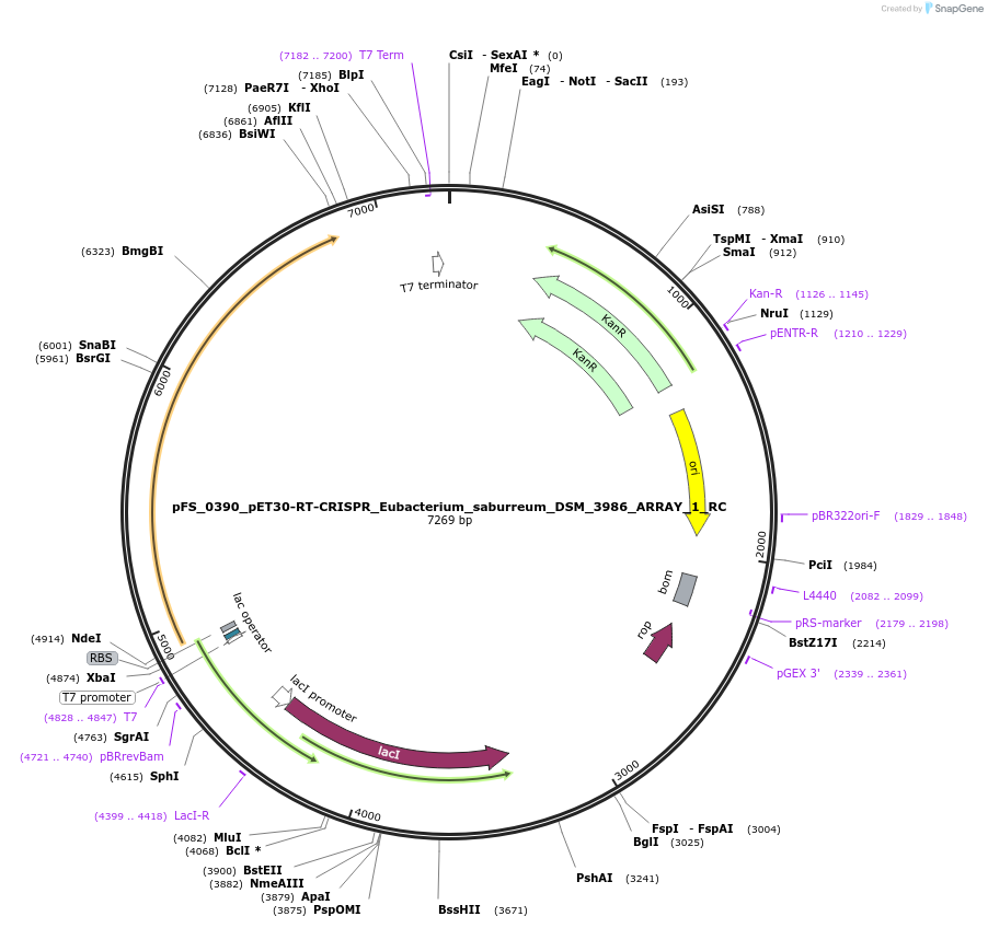 117002-plasmid-map-sequence-id-226992