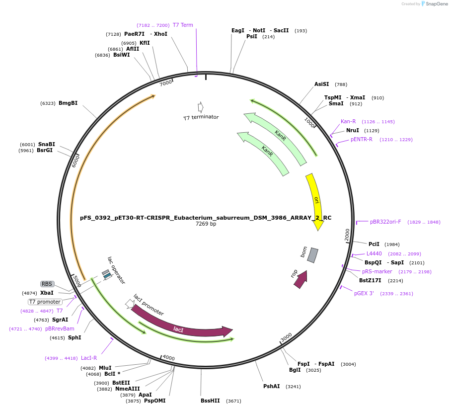 117004-plasmid-map-sequence-id-226996