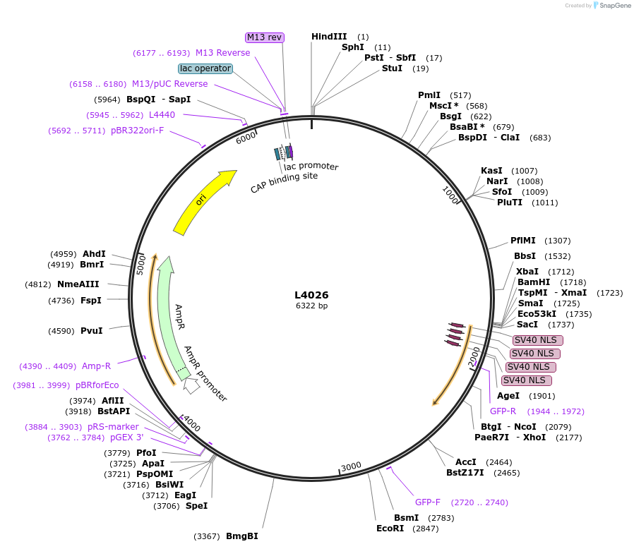 1617-plasmid-map-sequence-id-227