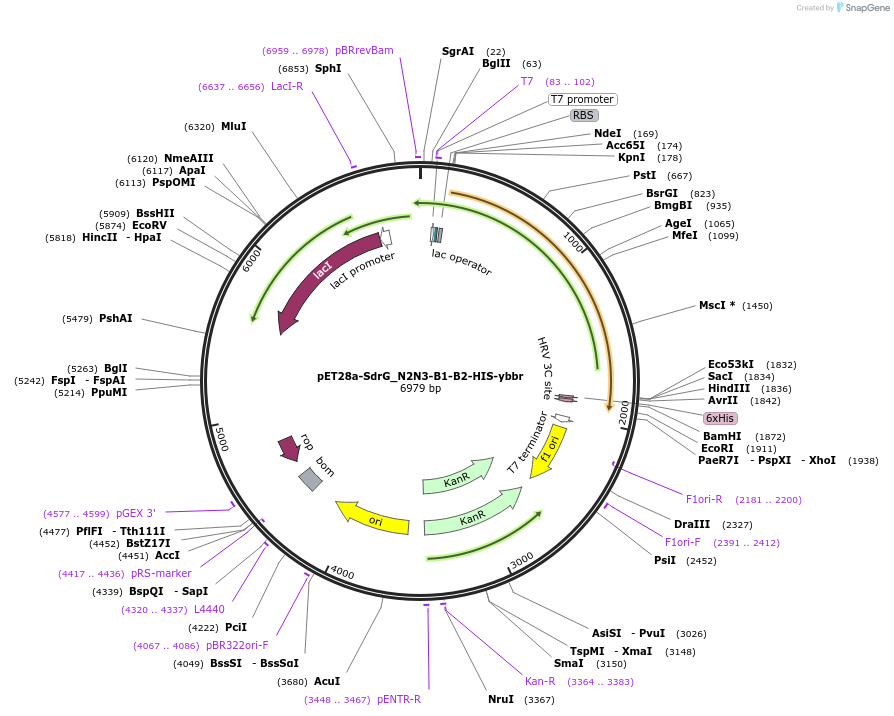117979-plasmid-map-sequence-id-227008