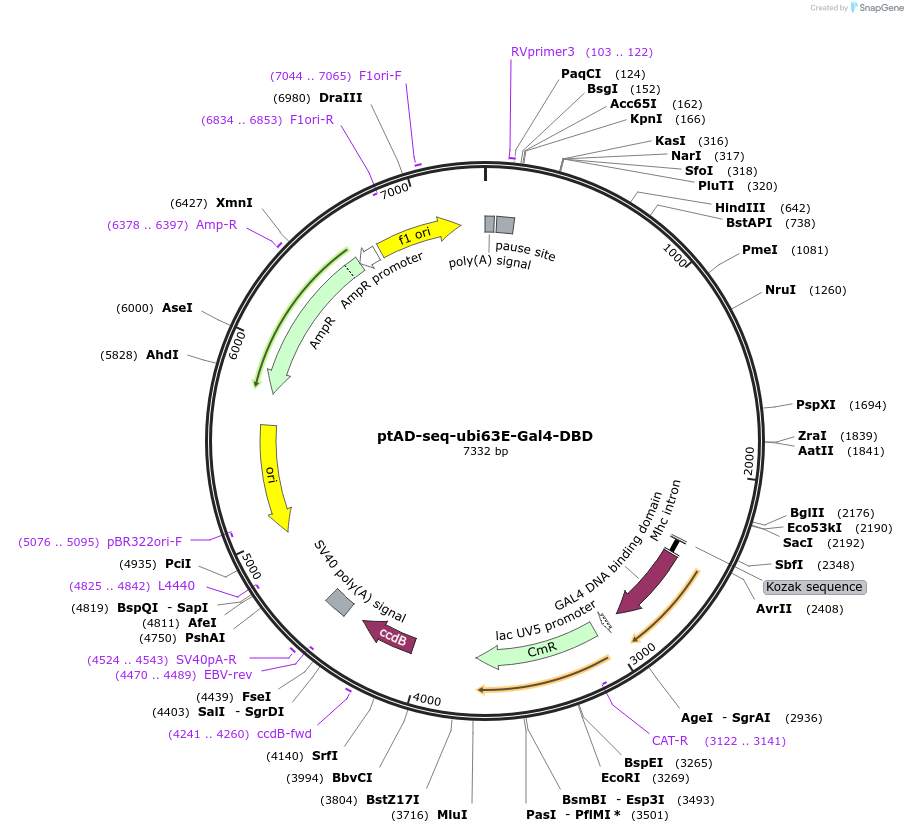 111930-plasmid-map-sequence-id-227013