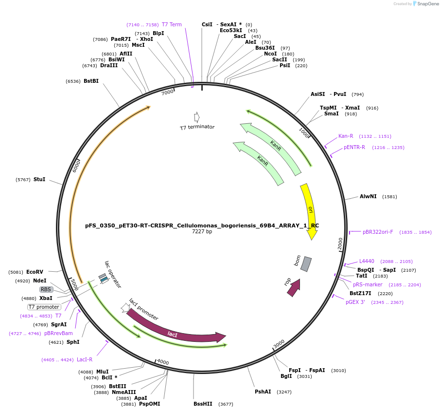 116962-plasmid-map-sequence-id-227014