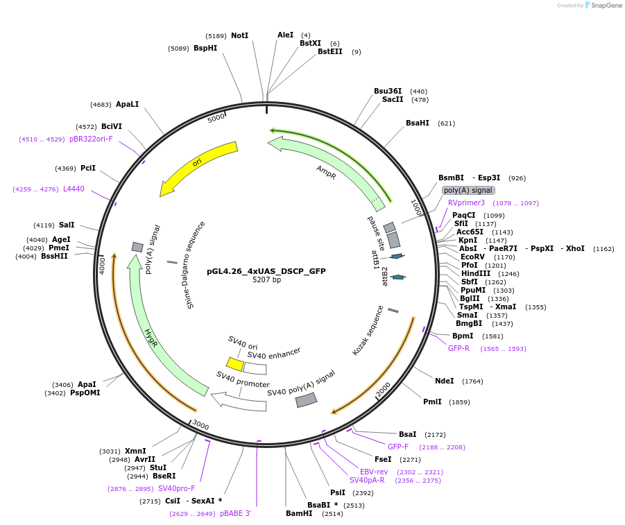 111931-plasmid-map-sequence-id-227017