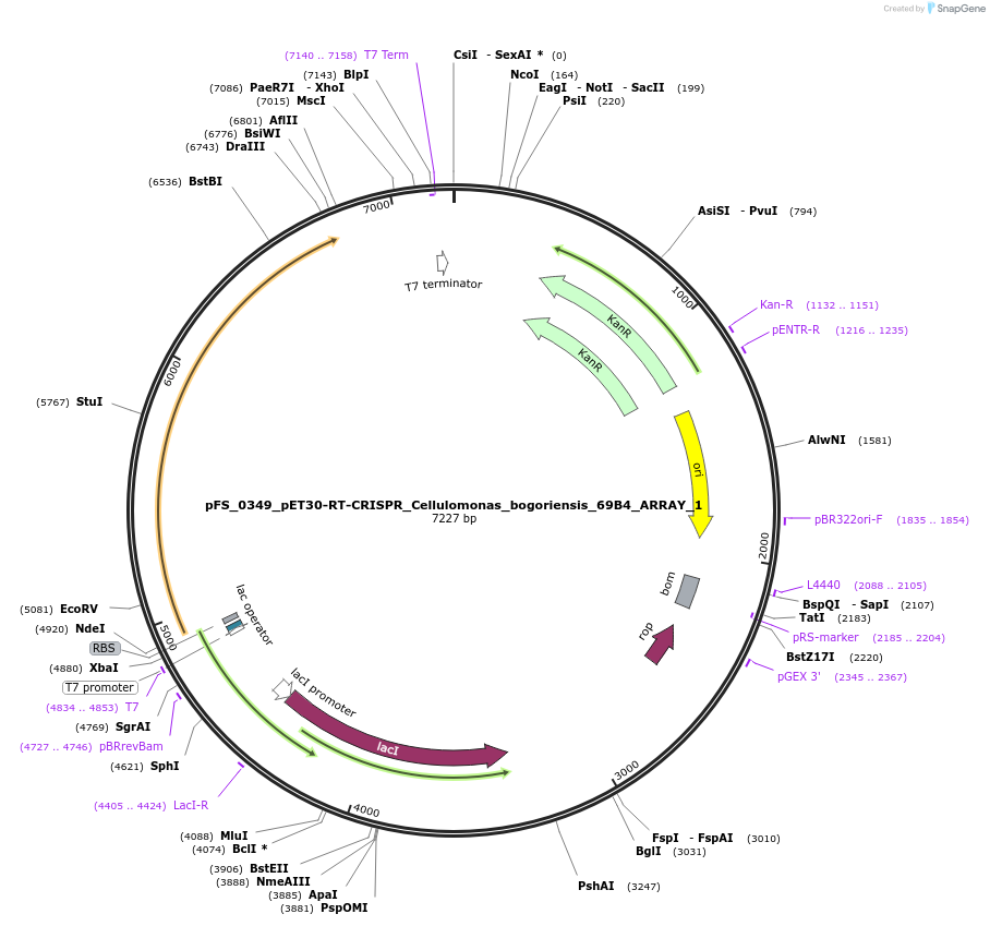 116961-plasmid-map-sequence-id-227020