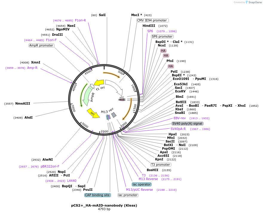 117718-plasmid-map-sequence-id-227028