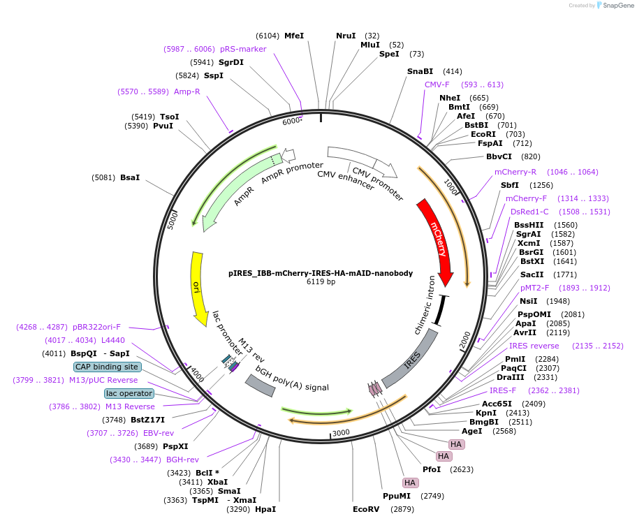 117720-plasmid-map-sequence-id-227032