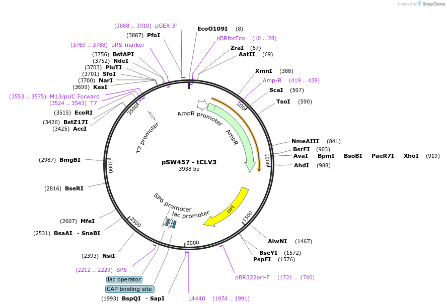 115980-plasmid-map-sequence-id-227034