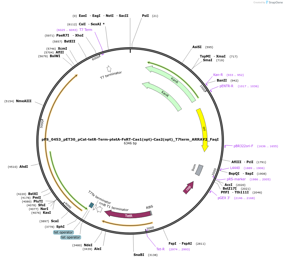 117006-plasmid-map-sequence-id-227036
