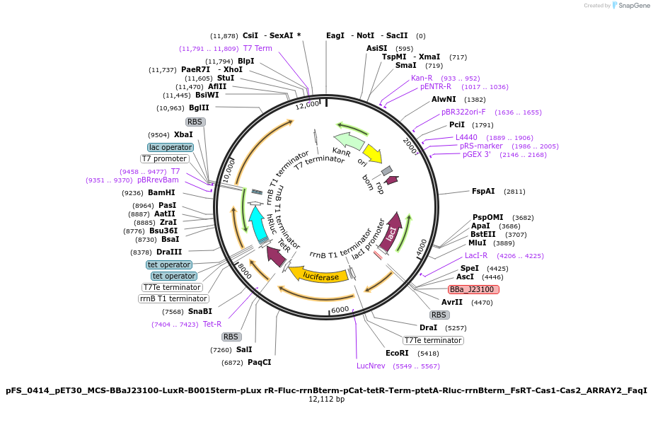 117005-plasmid-map-sequence-id-227039
