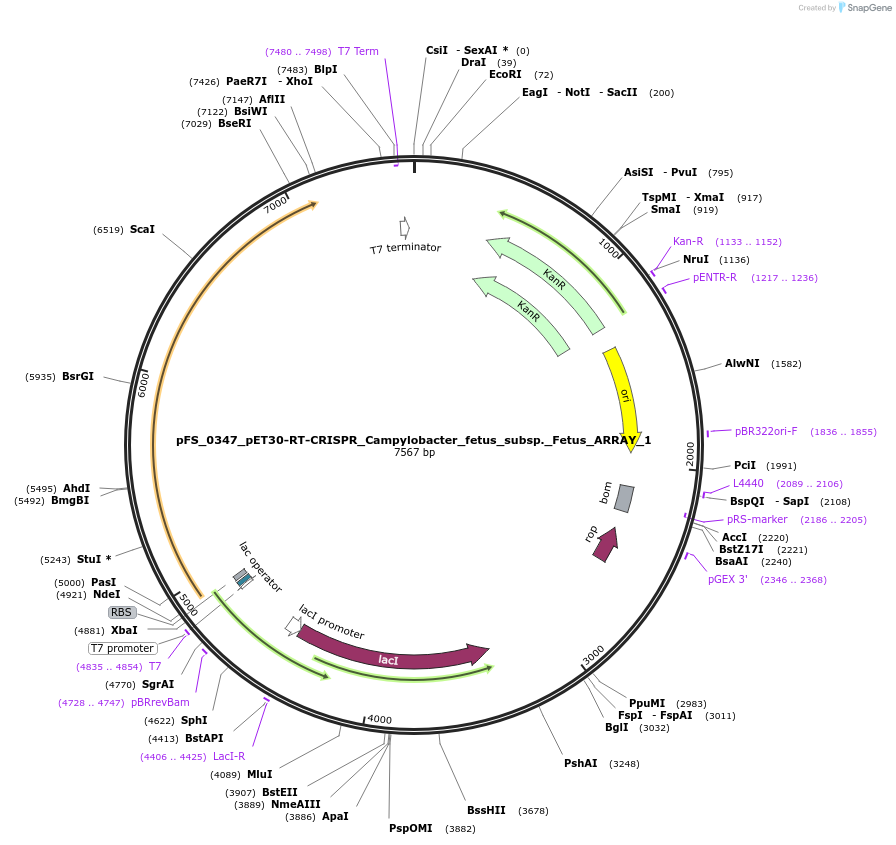 116959-plasmid-map-sequence-id-227040