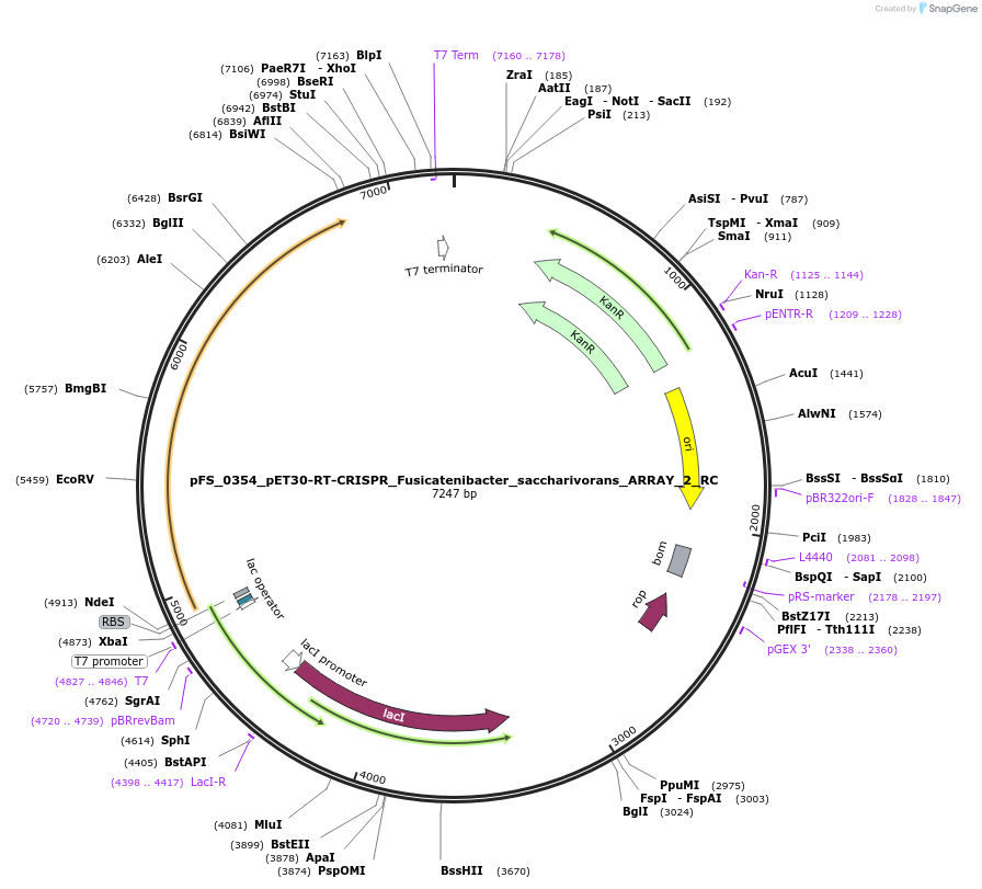 116966-plasmid-map-sequence-id-227041
