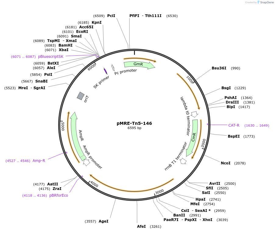 118530-plasmid-map-sequence-id-227066
