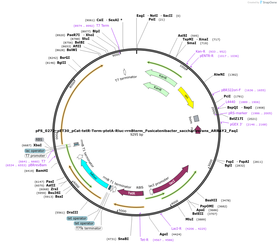 116956-plasmid-map-sequence-id-227069