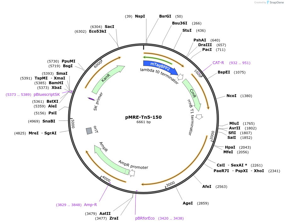 118532-plasmid-map-sequence-id-227070