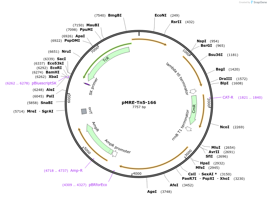 118546-plasmid-map-sequence-id-227077