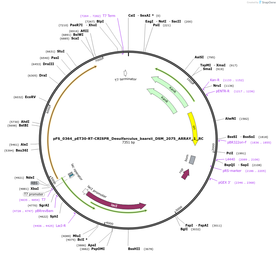 116976-plasmid-map-sequence-id-227091