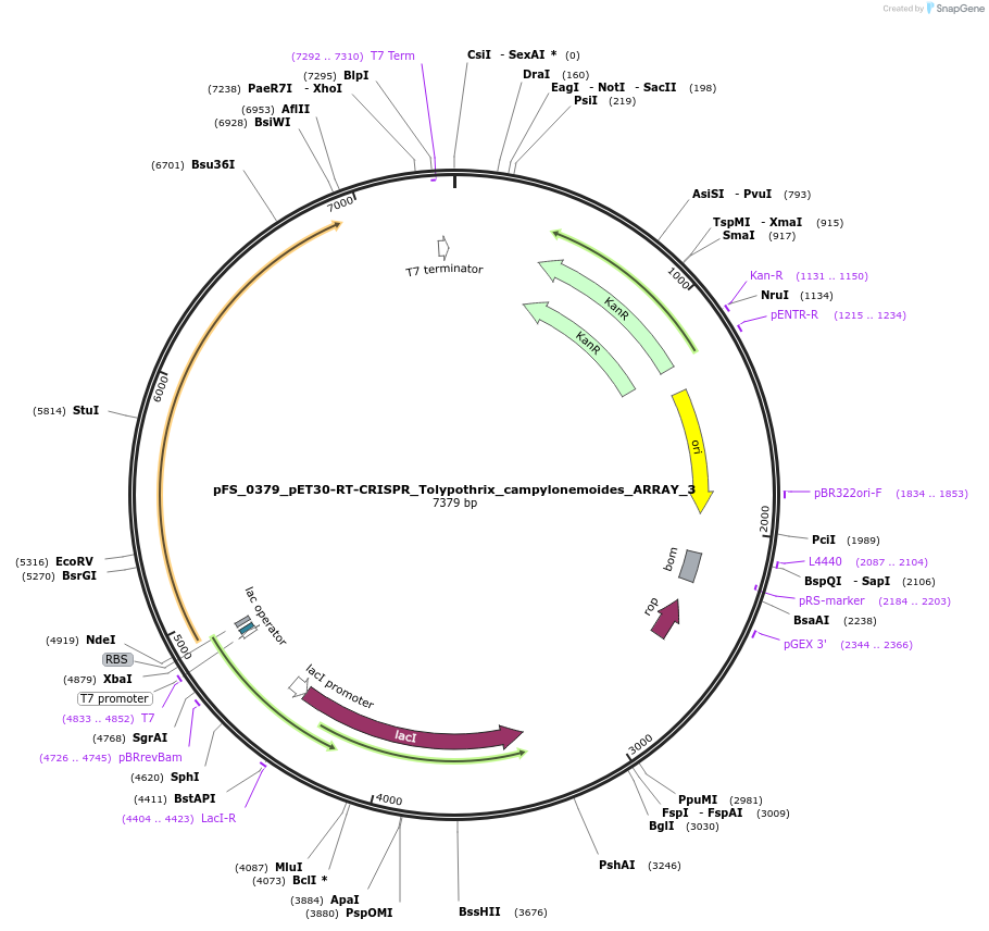 116991-plasmid-map-sequence-id-227101