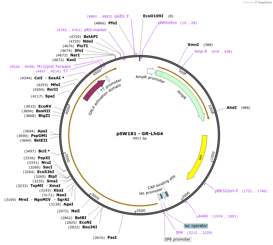 115983-plasmid-map-sequence-id-227127