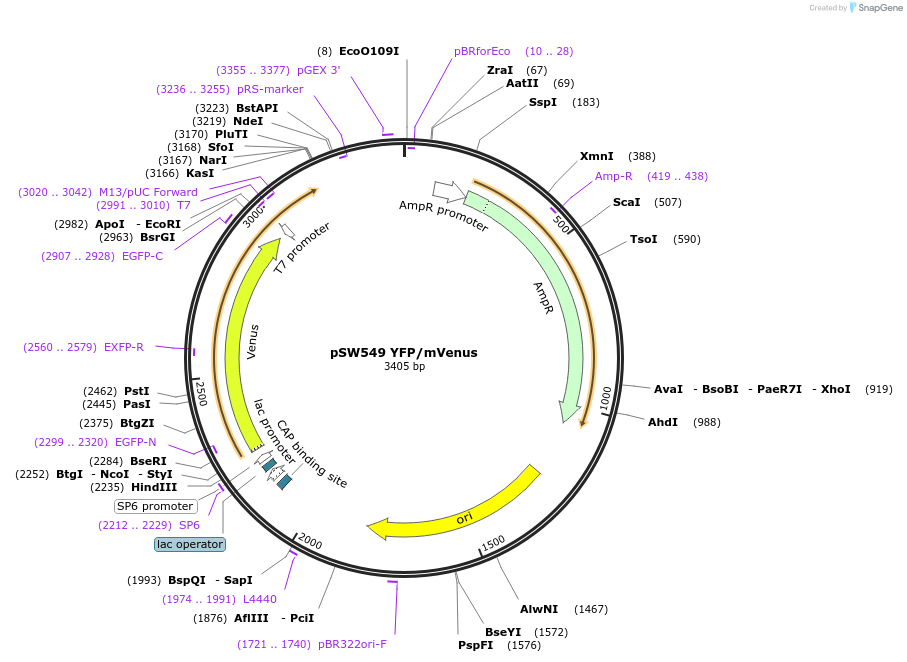 115984-plasmid-map-sequence-id-227147