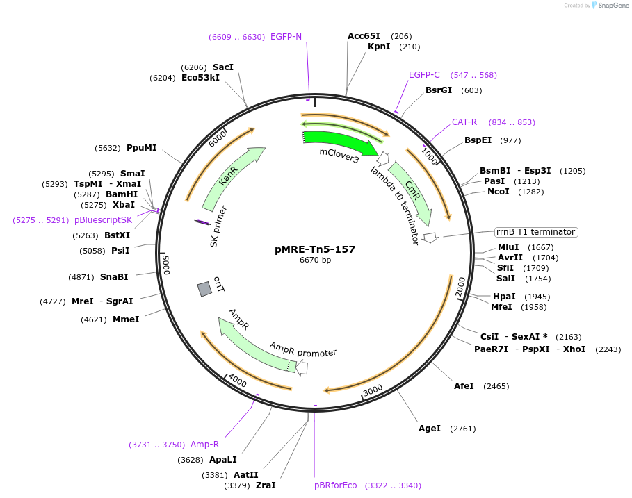 118539-plasmid-map-sequence-id-227203