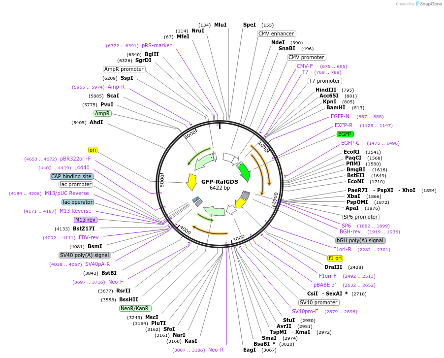118315-plasmid-map-sequence-id-227205