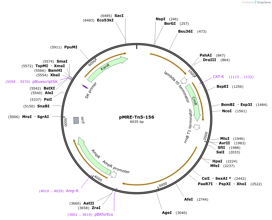 118538-plasmid-map-sequence-id-227213