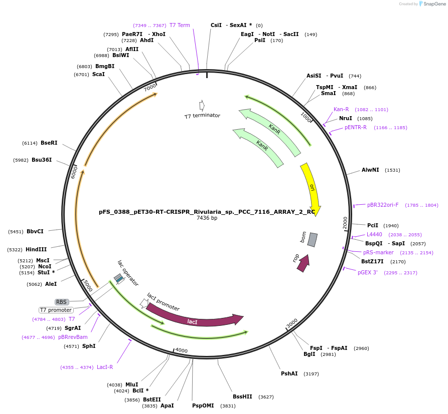 117000-plasmid-map-sequence-id-227218