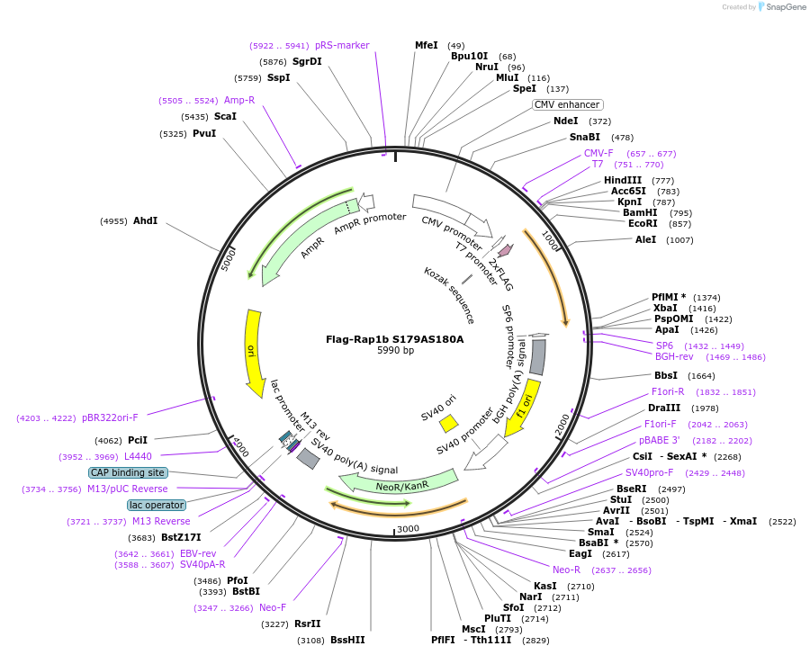 118326-plasmid-map-sequence-id-227287