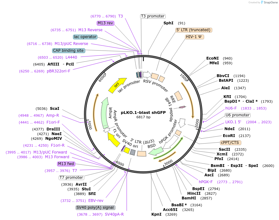 110419-plasmid-map-sequence-id-227288