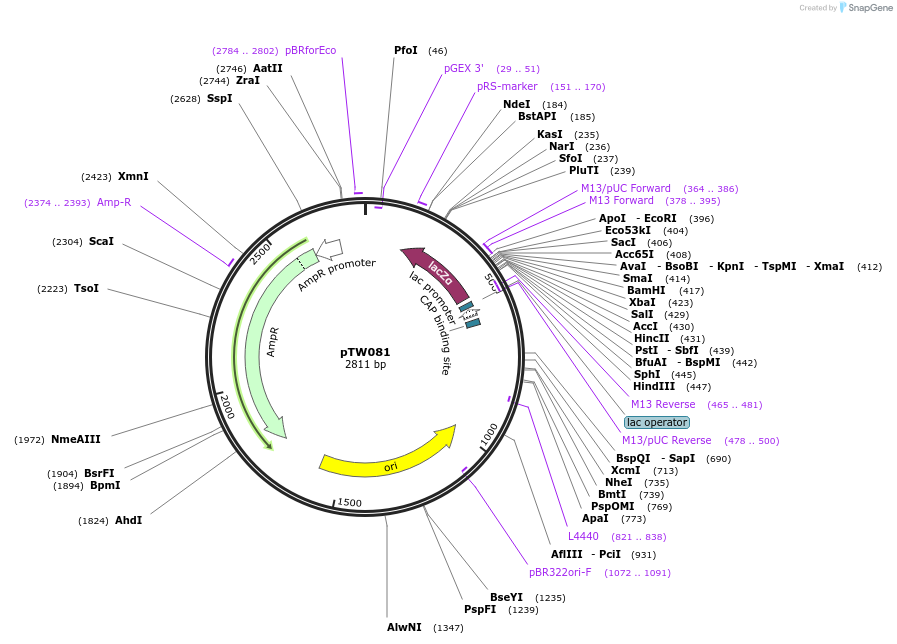 115929-plasmid-map-sequence-id-227297