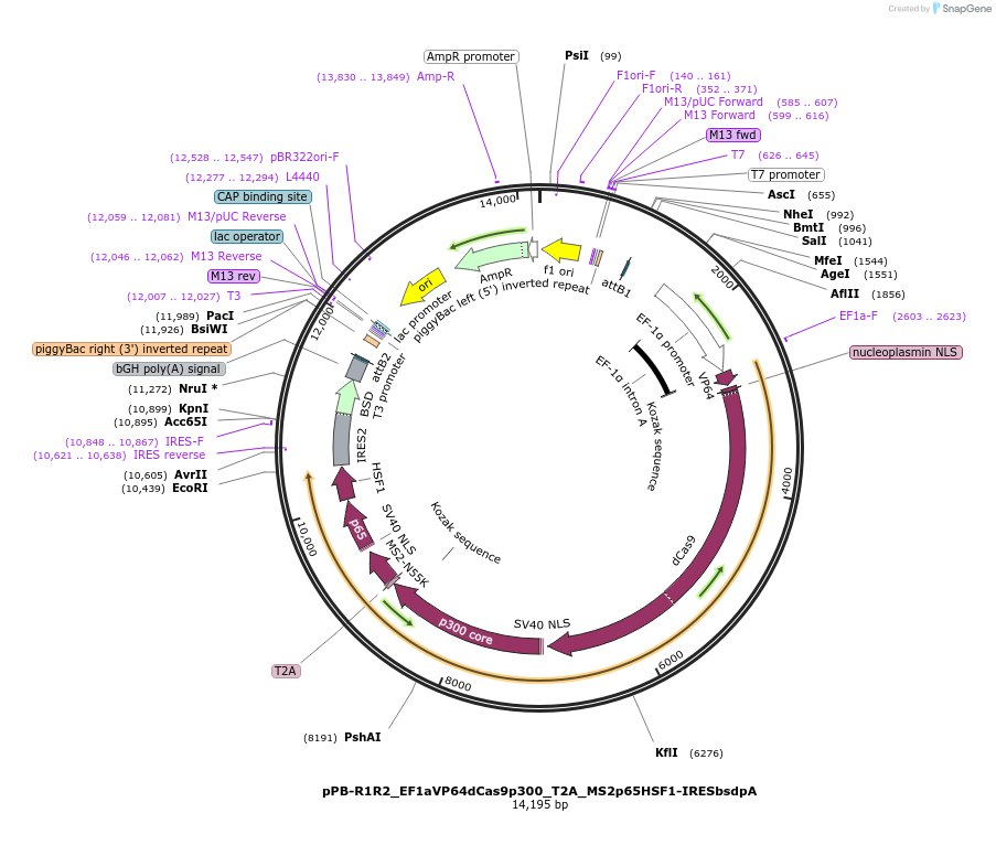 113344-plasmid-map-sequence-id-227298
