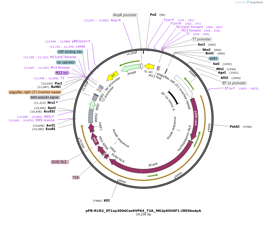 113343-plasmid-map-sequence-id-227309