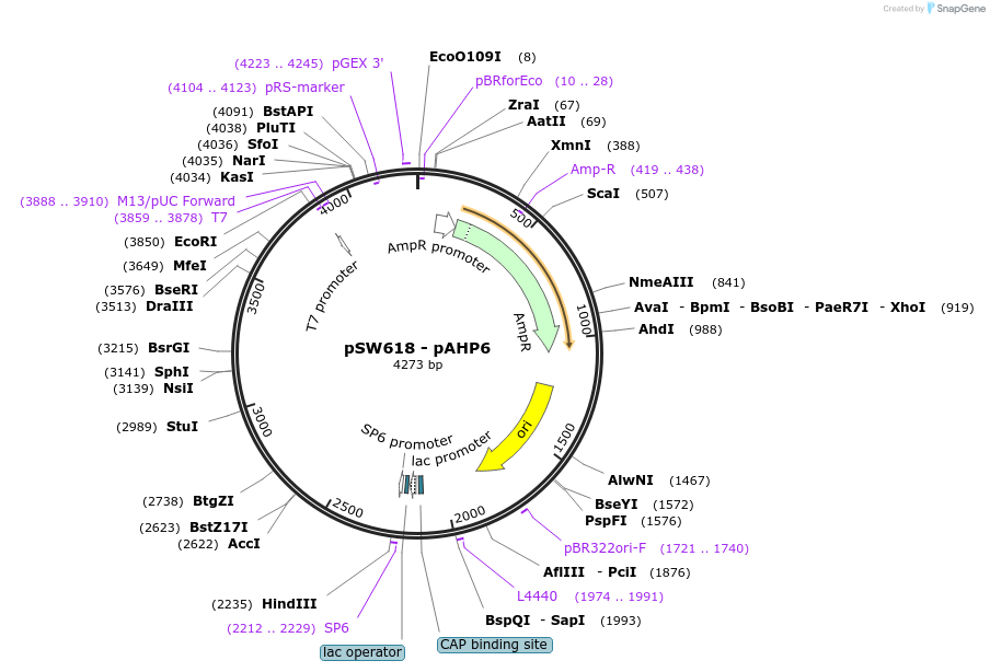115991-plasmid-map-sequence-id-227311
