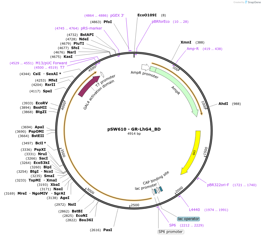 115992-plasmid-map-sequence-id-227316