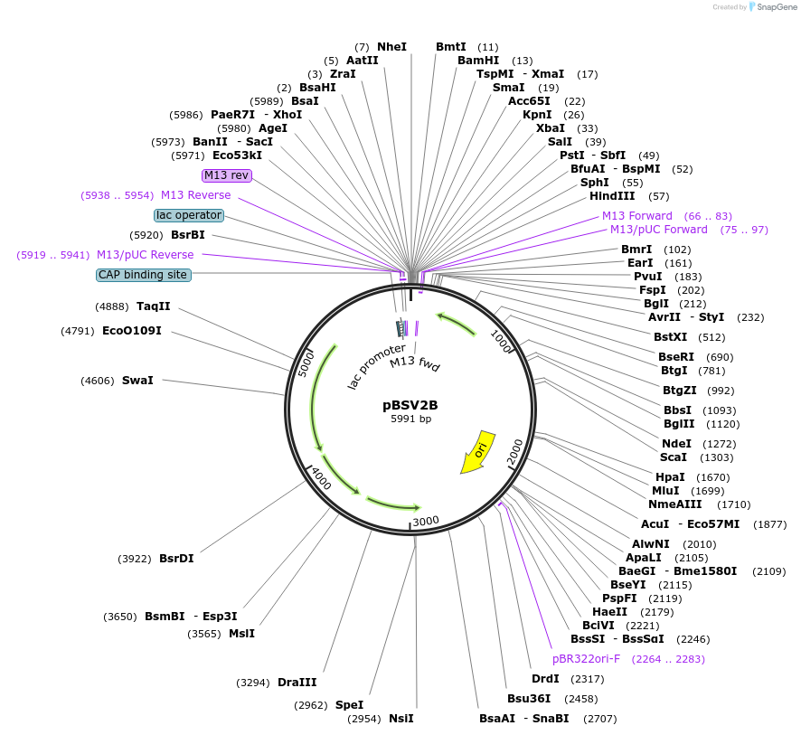 118228-plasmid-map-sequence-id-227342