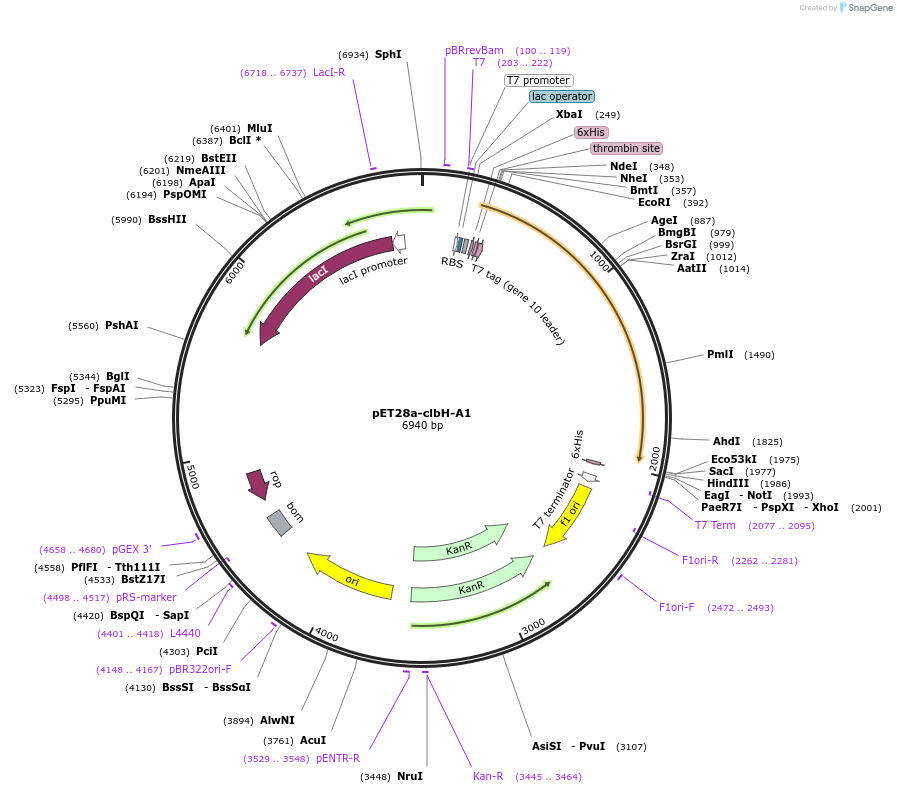 114149-plasmid-map-sequence-id-227348